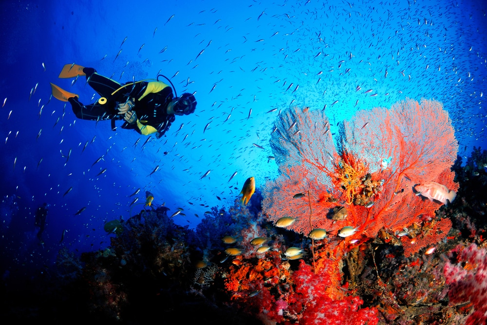 นักดำน้ำกำลังสำรวจแนวปะการังอันมีชีวิตชีวาใกล้หมู่เกาะสิมิลัน เกาะสิมิลัน