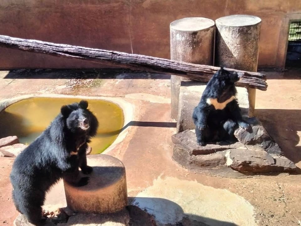 หมีดำสองตัวในสวนสัตว์ สถานที่ท่องเที่ยวเขาค้อ