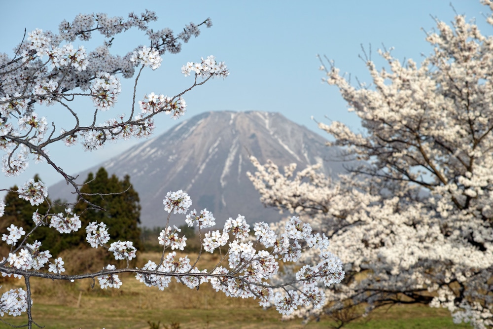 ต้นไม้ที่มีดอกสีขาวอยู่หน้าภูเขาที่เที่ยว. ที่เที่ยวญี่ปุ่น