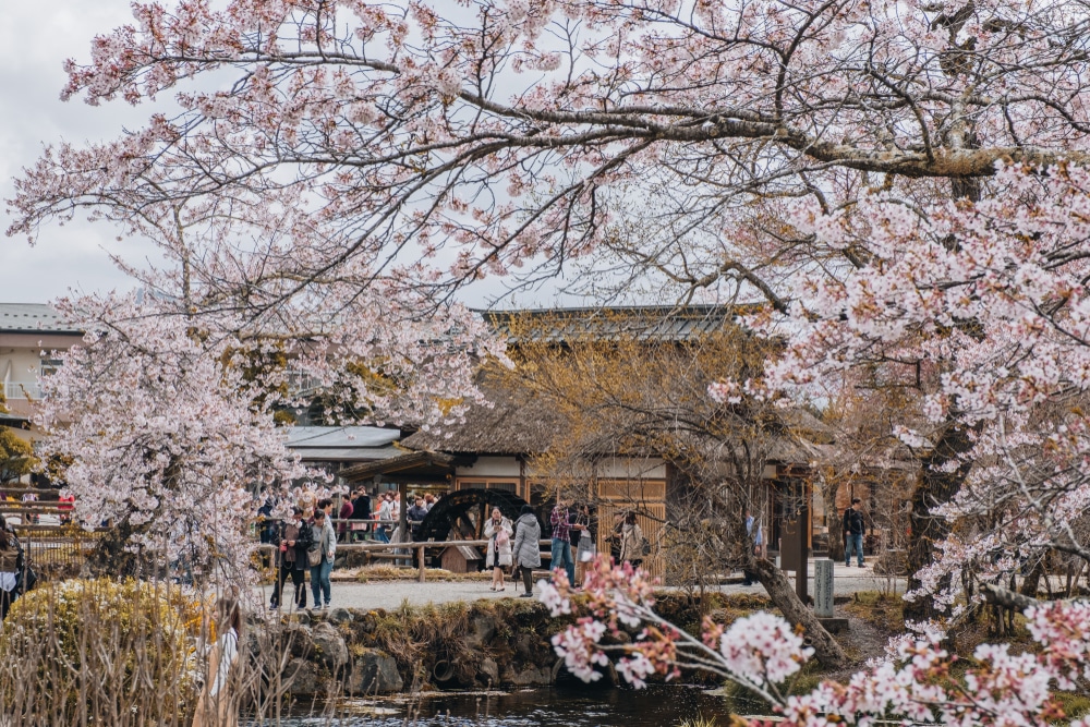 กลุ่มคนที่ยืนอยู่ใกล้สระน้ำซึ่งมีดอกซากุระบานในญี่ปุ่น สถานที่ท่องเที่ยวญี่ปุ่น