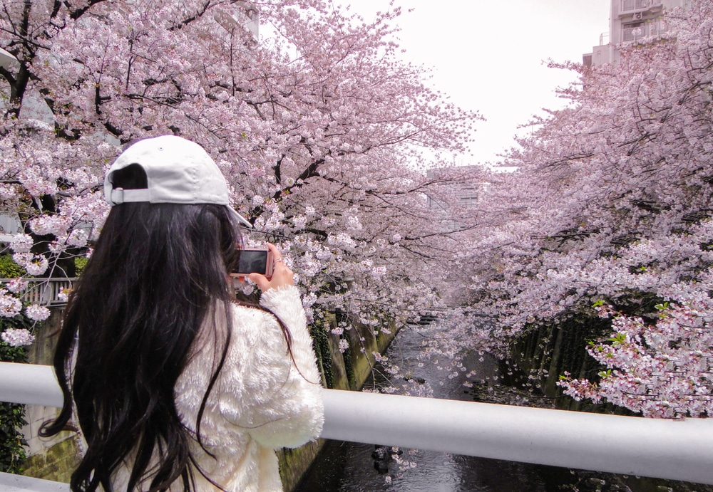 ผู้หญิงกำลังเก็บภาพความงามของดอกซากุระ เที่ยวญี่ปุ่น