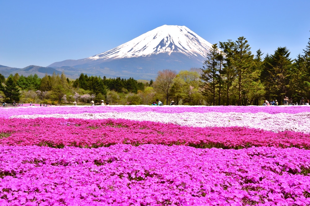 ทุ่งดอกไม้สีชมพูมีภูเขาเป็นฉากหลัง ณ สถานที่ท่องเที่ยวราชบุรี สถานที่ท่องเที่ยวญี่ปุ่น