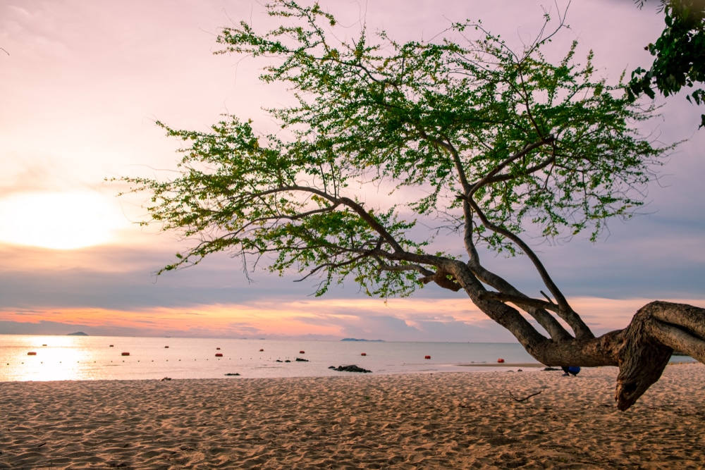 ต้นไม้บนชายหาดในร้านอาหารสัตหีบยามพระอาทิตย์ตกดิน ที่พักผ่อนสัตหีบ ที่พักผ่อนสัตหีบ ที่พักผ่อนสัตหีบ