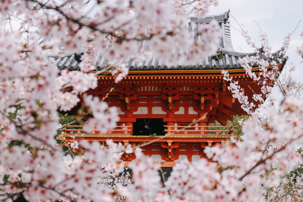 เจดีย์ญี่ปุ่นที่มีดอกซากุระเป็นฉากหลัง สถานที่ท่องเที่ยวยอดนิยมในราชบุรี ที่เที่ยวญี่ปุ่น