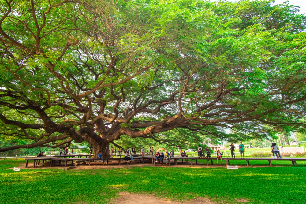 ต้นไม้ใหญ่ในสวนสาธารณะที่มีผู้คนอยู่รอบๆ วัดถ้ำเสือกาญจนบุรี
