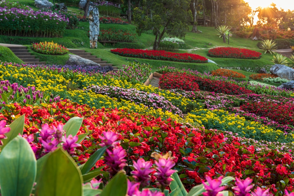 สวนดอกไม้หลากสีสัน ที่เที่ยวเชียงของ ในประเทศไทย