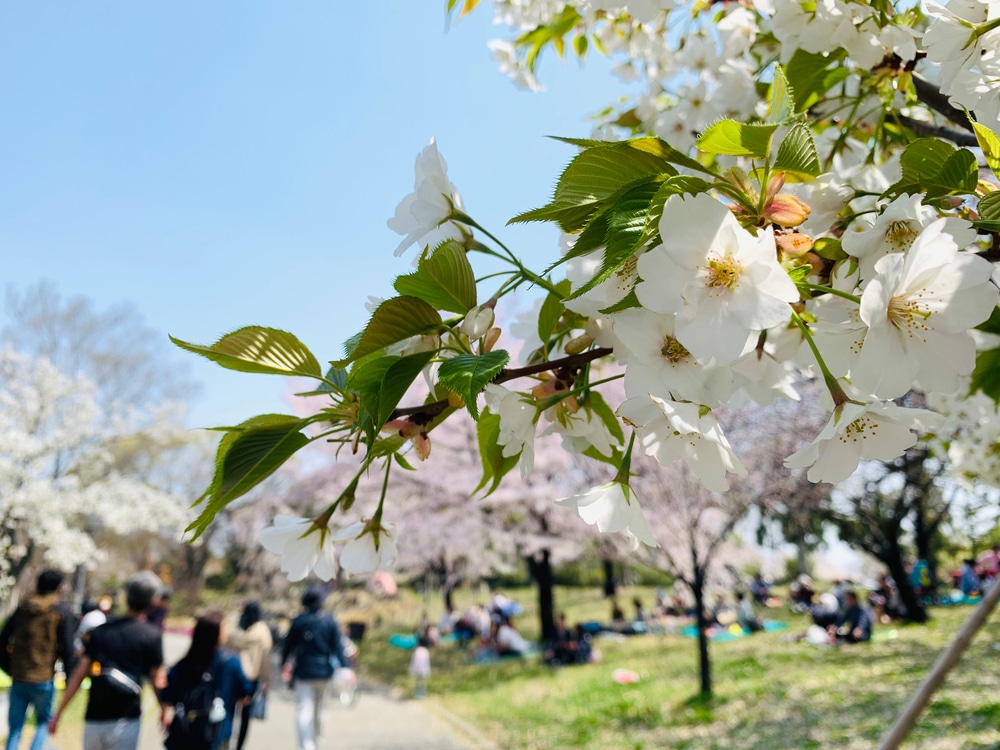 กลุ่มคนเดินผ่านสวนสาธารณะที่มีดอกซากุระบานที่ราชบุรี ที่เที่ยวญี่ปุ่น