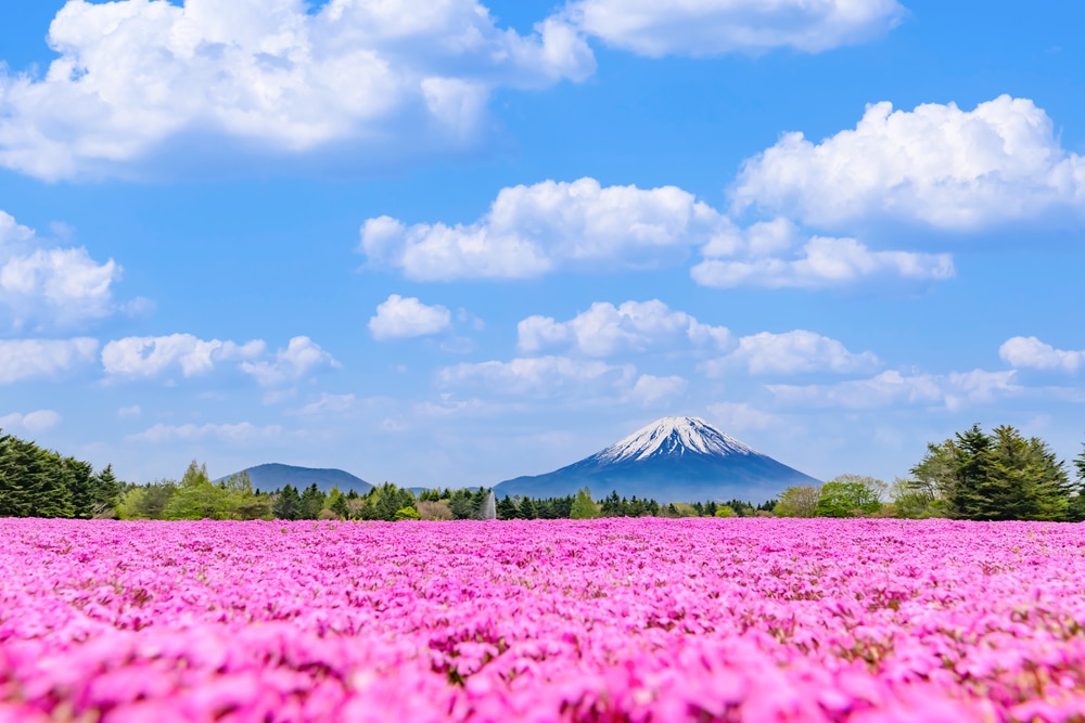 ทุ่งดอกไม้สีชมพูที่มีภูเขาเป็นฉากหลังเ สถานที่ท่องเที่ยวญี่ปุ่น