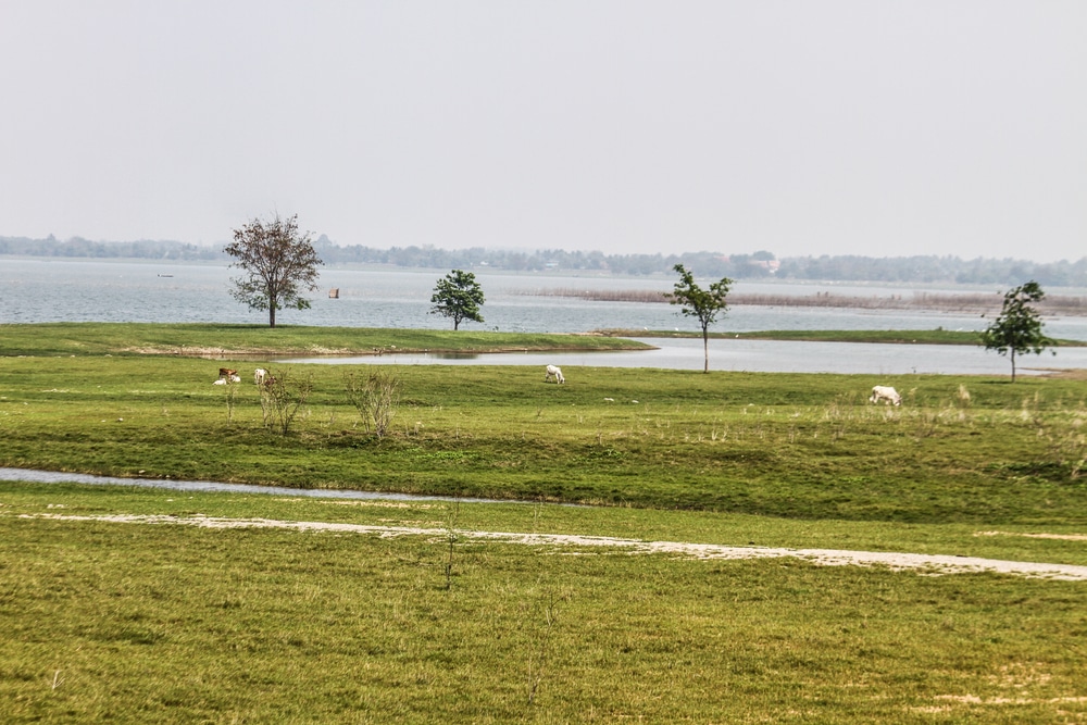 ฝูงวัวเล็มหญ้าในทุ่งใกล้แหล่งน้ำ ที่เที่ยวลพบุรี