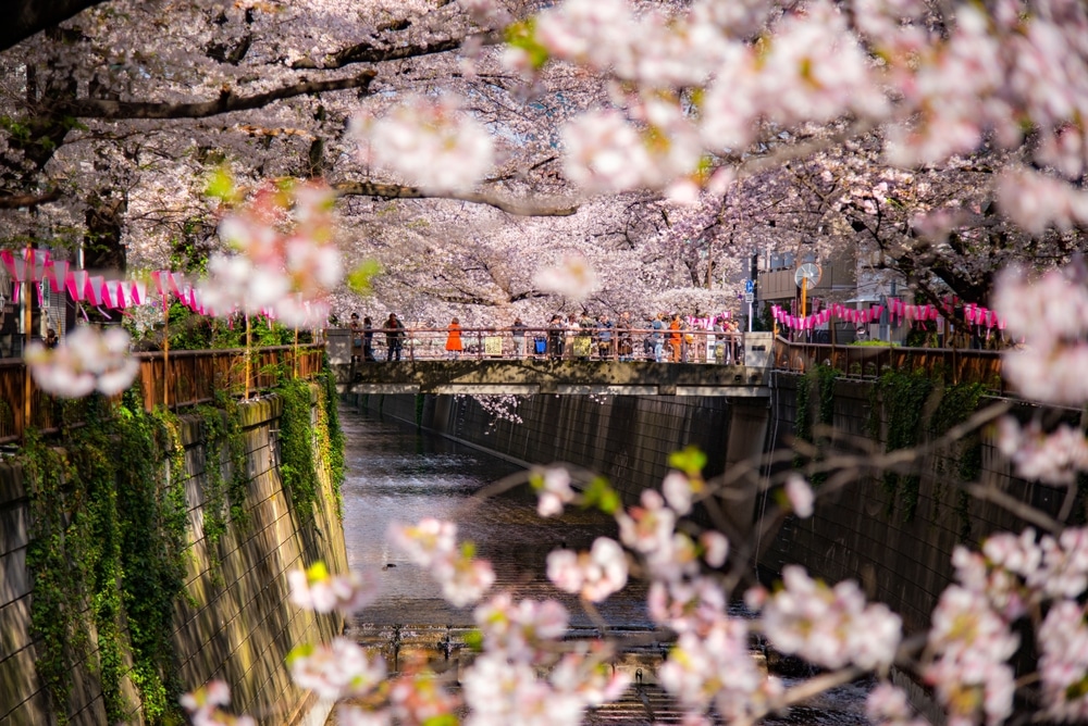 ซากุระบานที่เมืองเกียวโต ประเทศญี่ปุ่น ต้นเศรษฐี เที่ยวญี่ปุ่น