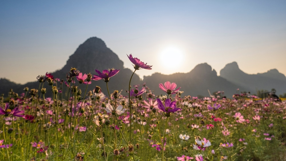 ทุ่งดอกไม้สีชมพูมีภูเขาเป็นฉากหลัง ที่เที่ยวลพบุรี