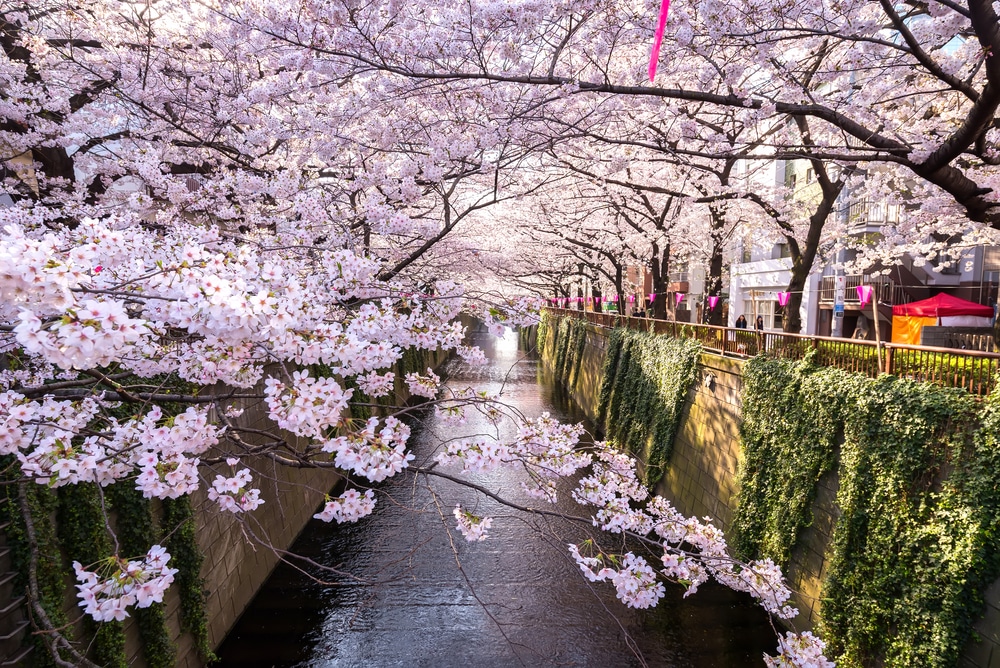 ซากุระบานริมคลองในกรุงโตเกียว ประเทศญี่ปุ่น แหล่งท่องเที่ยวยอดนิยม. เที่ยวญี่ปุ่น