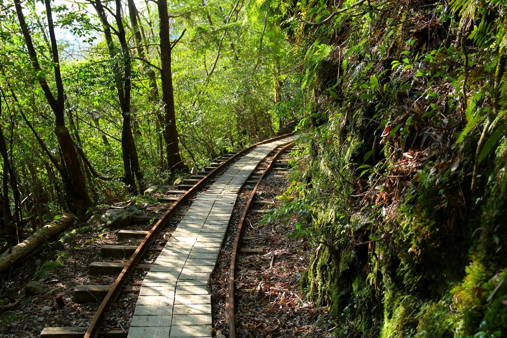 รางรถไฟไม้ในพื้นที่ป่าเหมาะสำหรับผู้รักธรรมชาติ เที่ยวญี่ปุ่น