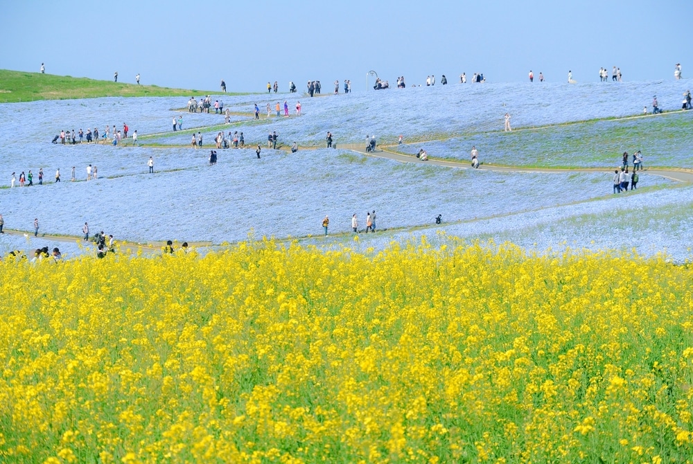 กลุ่มคนเ ที่เที่ยวญี่ปุ่น ดินเล่นชมทุ่งดอกไม้สีเหลืองที่ราชบุรี