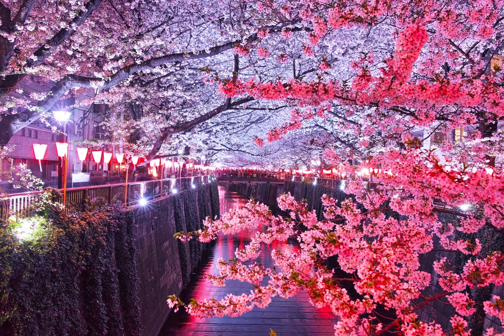 ดอกซากุระในเกียวโตประเทศญี่ปุ่น เที่ยวญี่ปุ่น