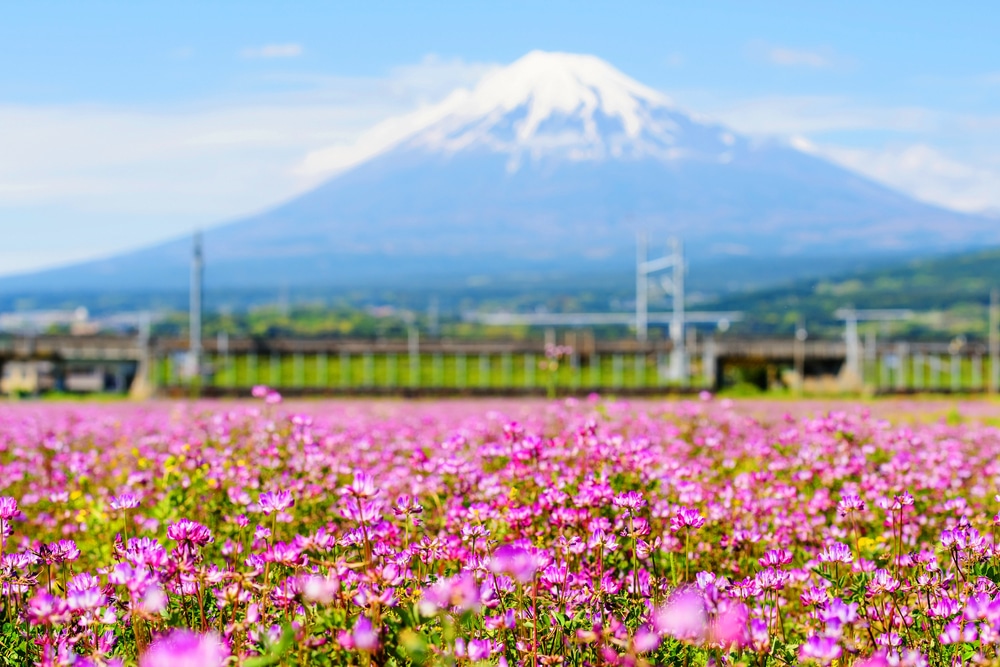 ทุ่งดอกไม้สีชมพู มีภูเขาเป็นฉากหลัง ที่เที่ยวราชบุรี สถานที่ท่องเที่ยวญี่ปุ่น