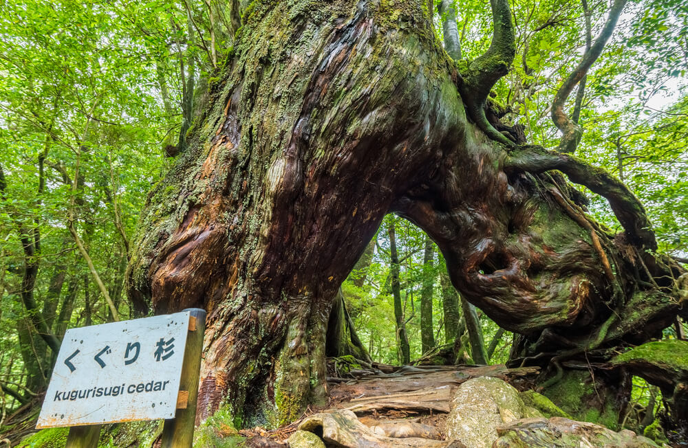 ต้นไม้ใหญ่มีป้ายอยู่ด้านหน้า ตั้งอยู่ในราชบุรีที่เที่ยว เที่ยวญี่ปุ่น