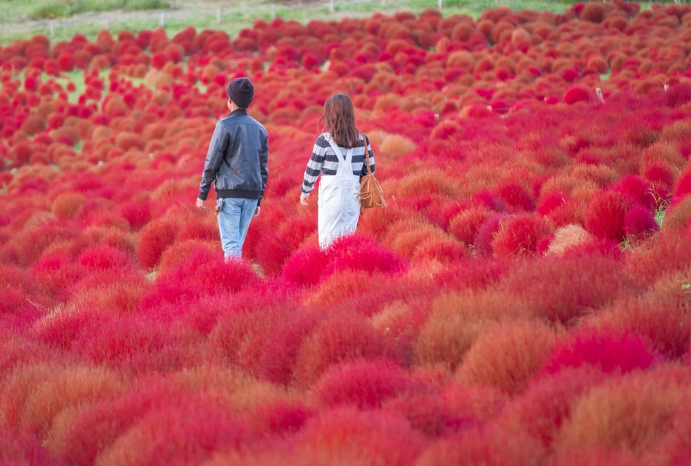 คู่รักเดินเล่นท่ามกลางทุ่งดอกไม้สีแดงสดใสในญี่ปุ่น ที่เที่ยวญี่ปุ่น