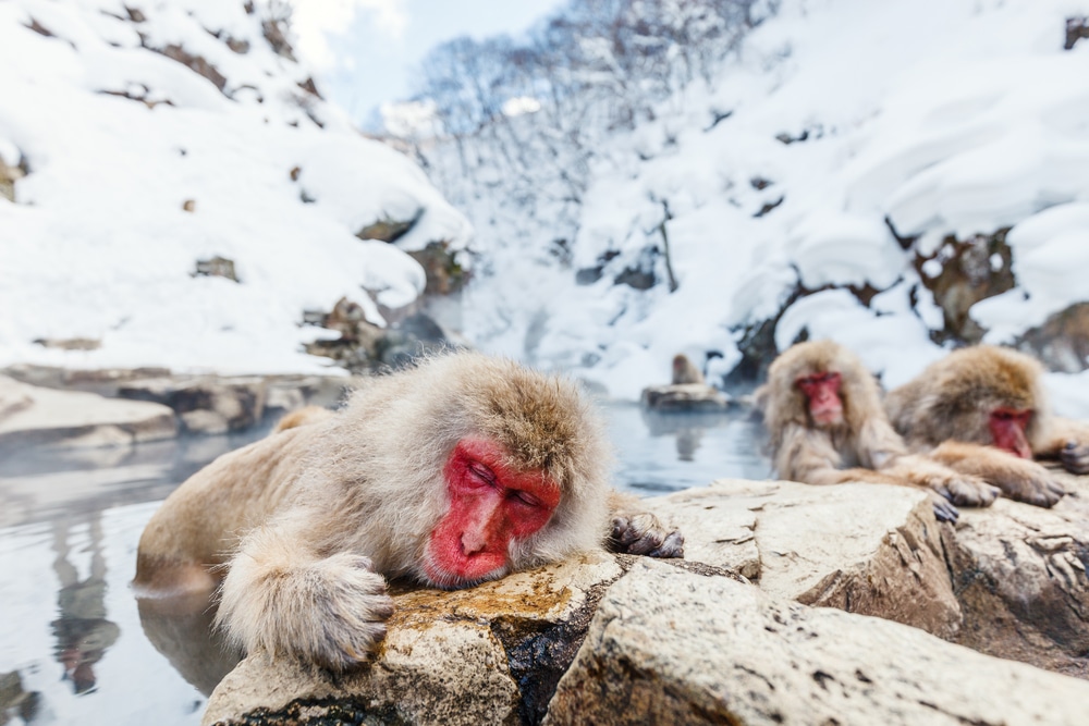 ฝูงลิงหิมะเพลิดเพลินกับบ่อน้ำพุร้อนซึ่งเป็นจุดท่องเที่ยวยอดนิยมในญี่ปุ่น เที่ยวญี่ปุ่น