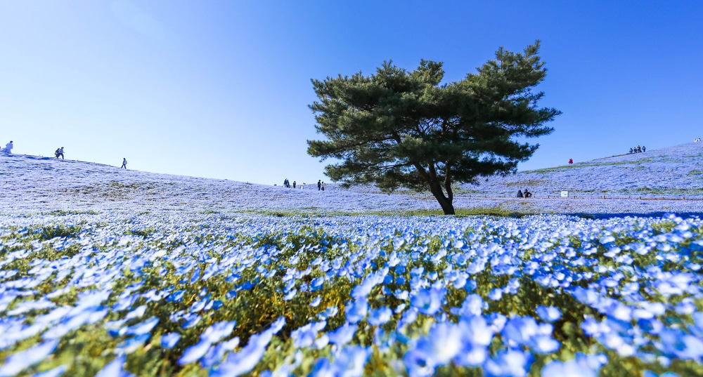 ทุ่งดอกไม้สีฟ้ามีต้นไม้อยู่ตรงกลางเหมาะแก่การพักผ่อนแบบไป ที่เที่ยวญี่ปุ่น เช้าเย็นกลับในราชบุรีที่เที่ยว