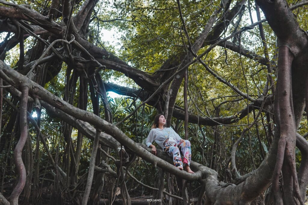 คนนั่งสงบท่ามกลางรากไม้ใหญ่ที่พันกันในป่าเขียวขจี เหมาะสำหรับคนชอบเที่ยวพังงา