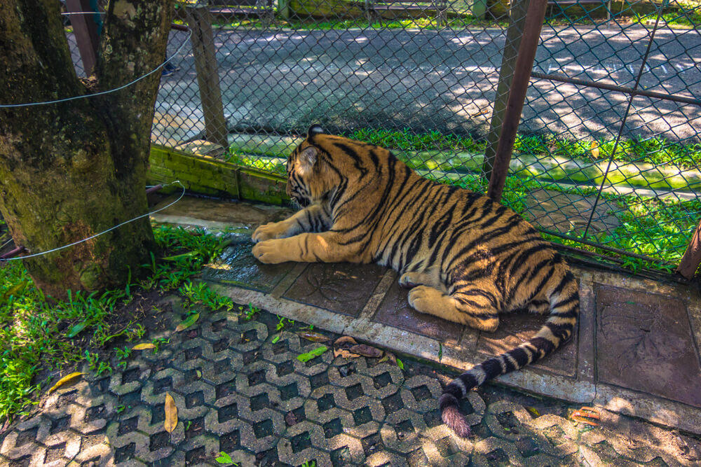 เสือนอนอยู่ในกรงสวนสัตว์ ที่เที่ยวแม่ริม