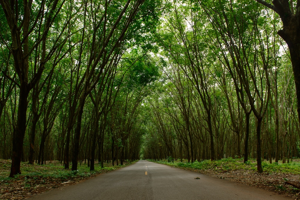 ถนนที่มีต้นไม้เรียงรายทอดยาวผ่านป่าเขียวขจี มองเห็นร่มไม้สีเขียวคล้ายอุโมงค์เหนือศีรษะ เที่ยวนครศรีธรรมราช