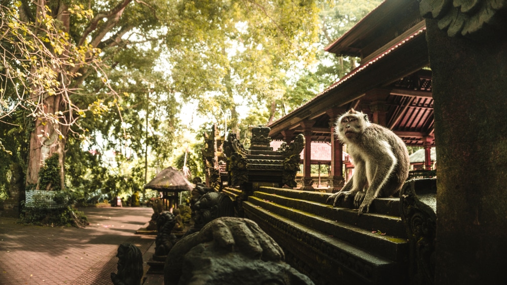 ที่เที่ยวบาหลี ลิงนั่งอยู่บนขั้นบันไดของวัดเก่าแก่ที่รายล้อมไปด้วยใบไม้อันเขียวชอุ่มในราชบุรี