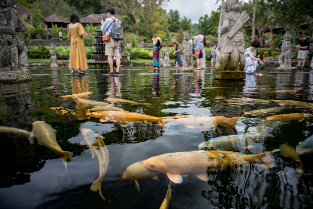 ปลาคาร์ฟว่ายในสระน้ำในสวนอันเขียวชอุ่มในราชบุรี บาหลีที่เที่ยว ขณะนักท่องเที่ยวเดินเล่นเป็นฉากหลัง