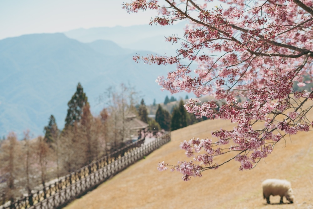 ดอกซากุระบานสะพรั่งพร้อมฝูงแกะเล็มหญ้าในชนบทที่เต็มไปด้วยภูเขา ราชบุรีที่เที่ยว ที่เที่ยวไต้หวัน
