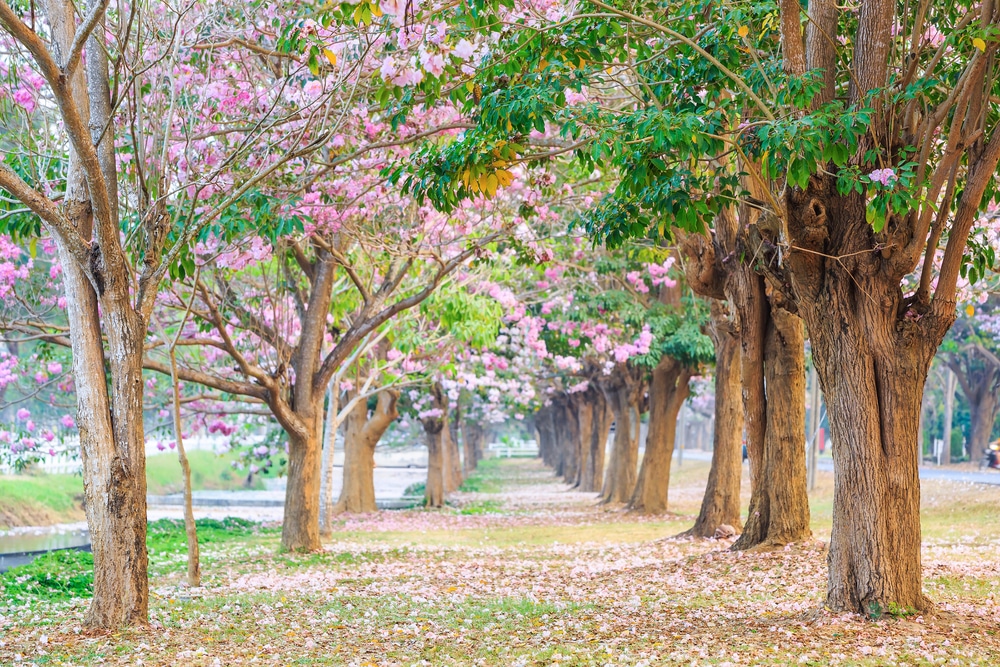 ทางเดินที่เรียงรายไปด้วยต้นไม้ดอกบานสะพรั่งใน นครปฐมที่เที่ยวธรรมชาติ กลีบสีชมพูร่วงหล่นบน นครปฐมที่เที่ยวธรรมชาติ