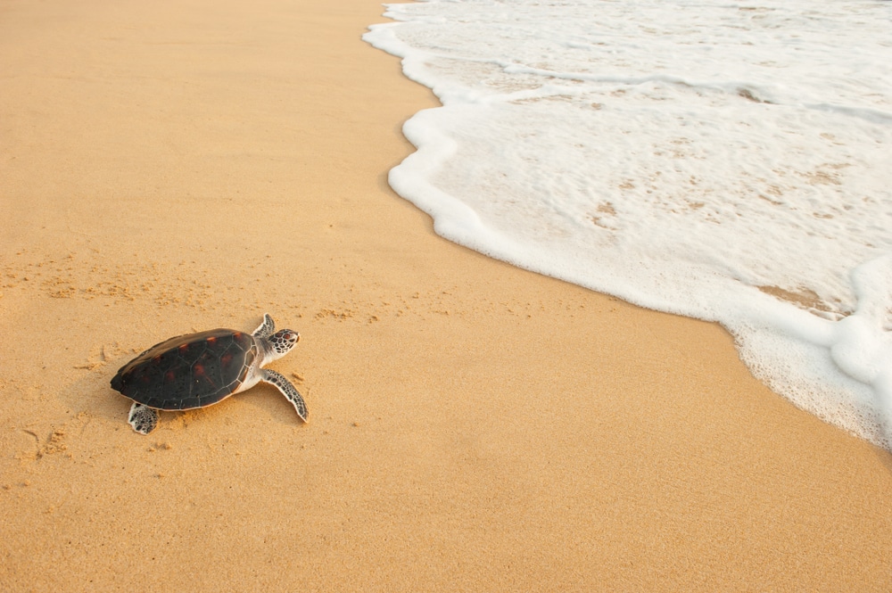เต่าทะเลบนหาดทรายใกล้ชายทะเล ที่ เที่ยวเดือนเมษายน