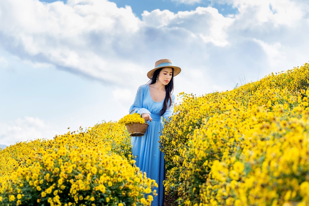 ที่เที่ยวเดือนธันวาคม ผู้หญิงในชุดสีฟ้าและหมวกฟางเก็บดอกไม้สีเหลืองในทุ่งที่เบ่งบานใต้ท้องฟ้าที่แจ่มใส เหมาะสำหรับการท่องเที่ยวในประเทศ