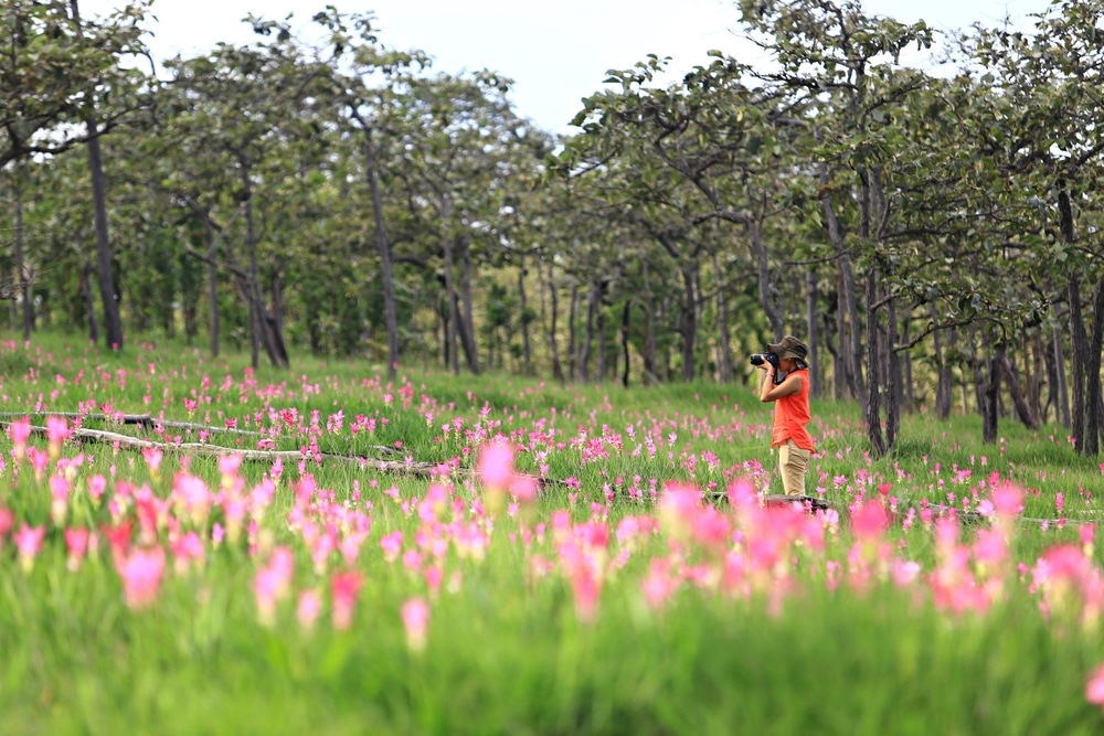 คนใส่เสื้อสีส้มใช้กล้องส่องทางไกลชมทุ่งดอกไม้สีชมพูที่รายล้อมไปด้วยต้นไม้ที่กระจัดกระจายในที่เ ท่องเที่ยวภาคอีสาน ที่ยวภาคอีสาน