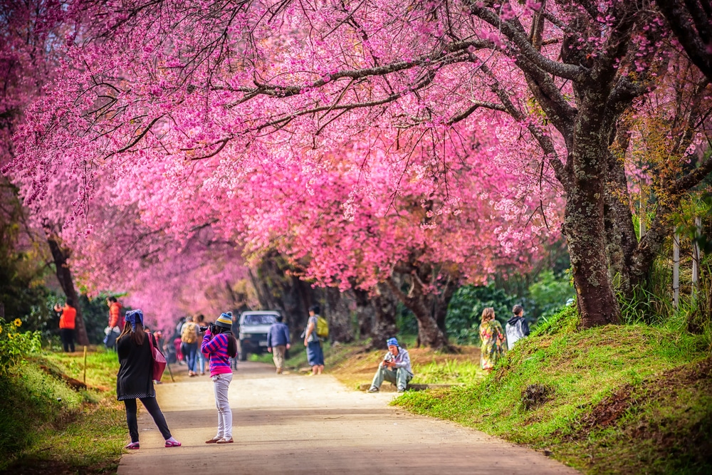 ภาพคนเดินถ่ายรูปสุดคึกคักใต้ร่มไม้ซากุระสีชมพูตามทางเดิน สถานที่ยอดนิยม ที่เที่ยวเดือนธันวา ที่เที่ยวเดือนธันวาคม