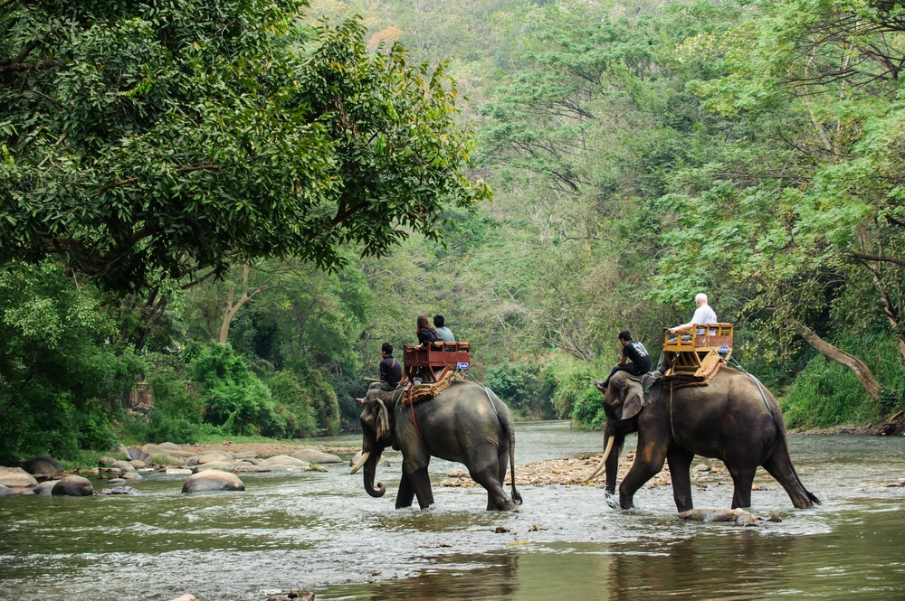 ช้างแบกผู้โดยสารข้ามแม่น้ำน้ำตื้นท่ามกลางพื้นที่ป่าอันเขียวชอุ่ม ที่เที่ยวชี้แจง ที่เที่ยวเดือนพฤษภาคม