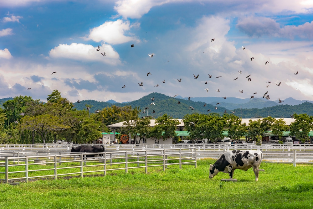 วัวเล็มหญ้าในทุ่งหญ้าที่มีรั้วกั้น โดยมีนกบินอยู่เหนือศีรษะและมีภูเขาเป็นฉากหลัง ชวนให้นึกถึงสถานที่ท่องเที่ยวอันเงียบสงบ ที่เที่ยวเขาใหญ่แบบครอบครัว