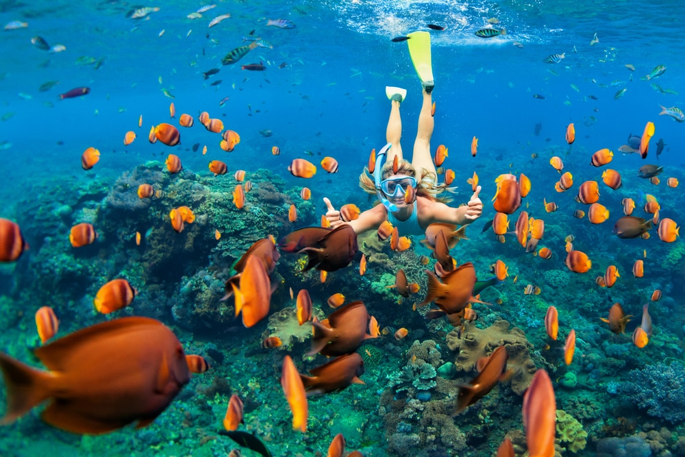 นักดำน้ำตื้นดำน้ำใต้น้ำพร้อมกับปลาสีส้มสดใสรอบแนวปะการังในน้ำสีฟ้าใสใกล้ เกาะที่สวยที่สุดในโลก
