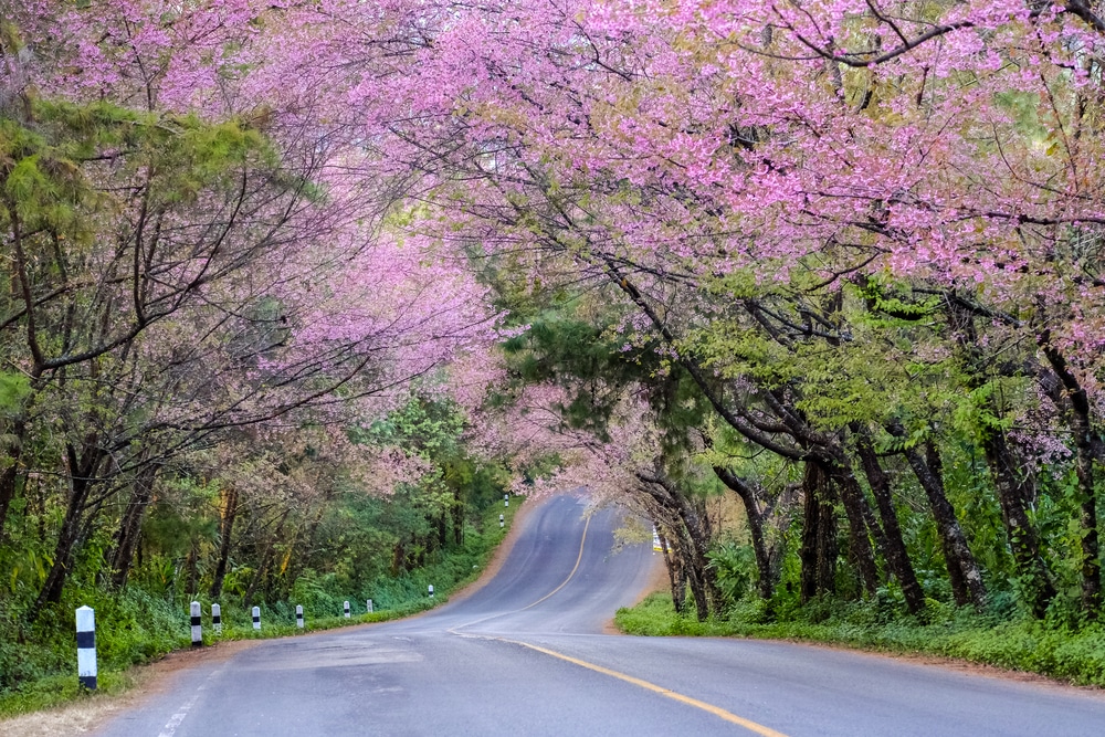 ถนนคดเคี้ยวที่รายล้อมไปด้วยดอกซากุระสีชมพูบานสะพรั่งและต้นไม้สีเขียวชอุ่ม เหมาะสำหรับการเยี่ยมชมในเดือนธันวาคม ที่เที่ยวเดือนธันวาคม 