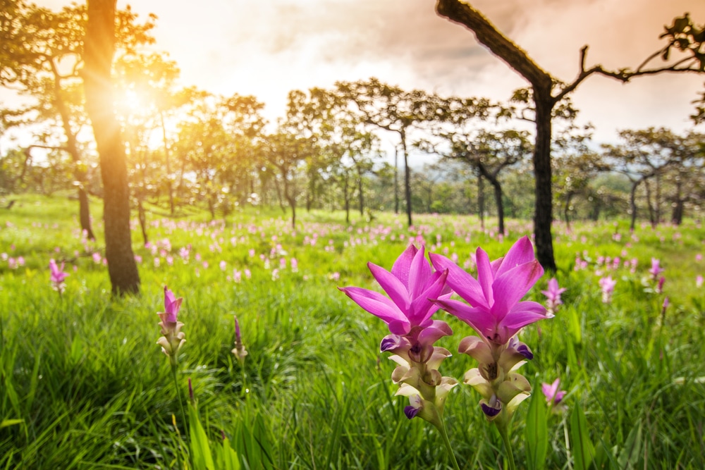 ทุ่งดอกไม้ป่าสีชมพูสดใสภายใต้แสงตะวันสีทองโดยมีต้นไม้กระจายเป็นฉากหลัง ที่เที่ยวเดือนมิถุนายน