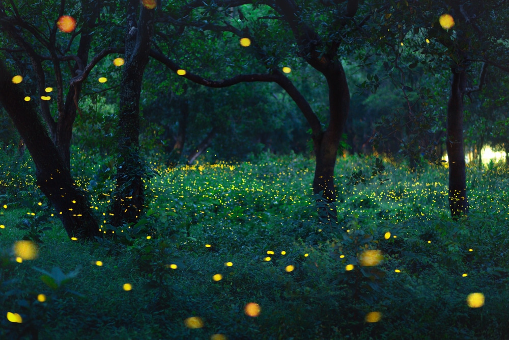 ป่าในยามพลบค่ำสว่างไสวด้วยหิ่งห้อยบินจำนวนมาก ทำให้เกิดลวดลายจุดสีเหลืองเรืองแสงท่ามกลางต้นไม้และใบไม้