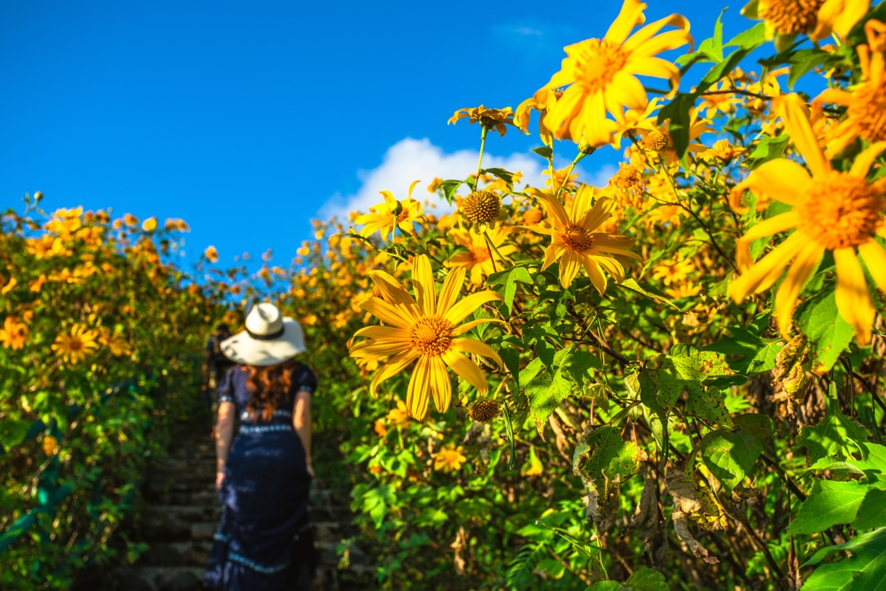 ผู้หญิงสวมหมวกเดินขึ้นบันไดที่รายล้อมไปด้วยดอกไม้สีเหลืองสดใสใต้ท้องฟ้าสีฟ้าใสในดอยภาคเหนือที่งดงาม ดอยภาคเหนือ