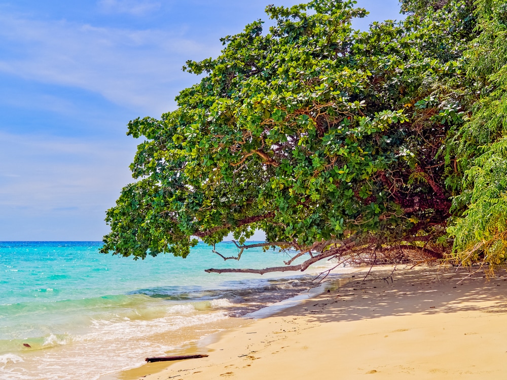 ต้นไม้ใหญ่ใบใหญ่ทอดยาวไปตามหาดทรายติดกับน้ำทะเลสีฟ้าครามใสในวันที่อากาศแจ่มใส ท่องเที่ยวเกาะลันตา