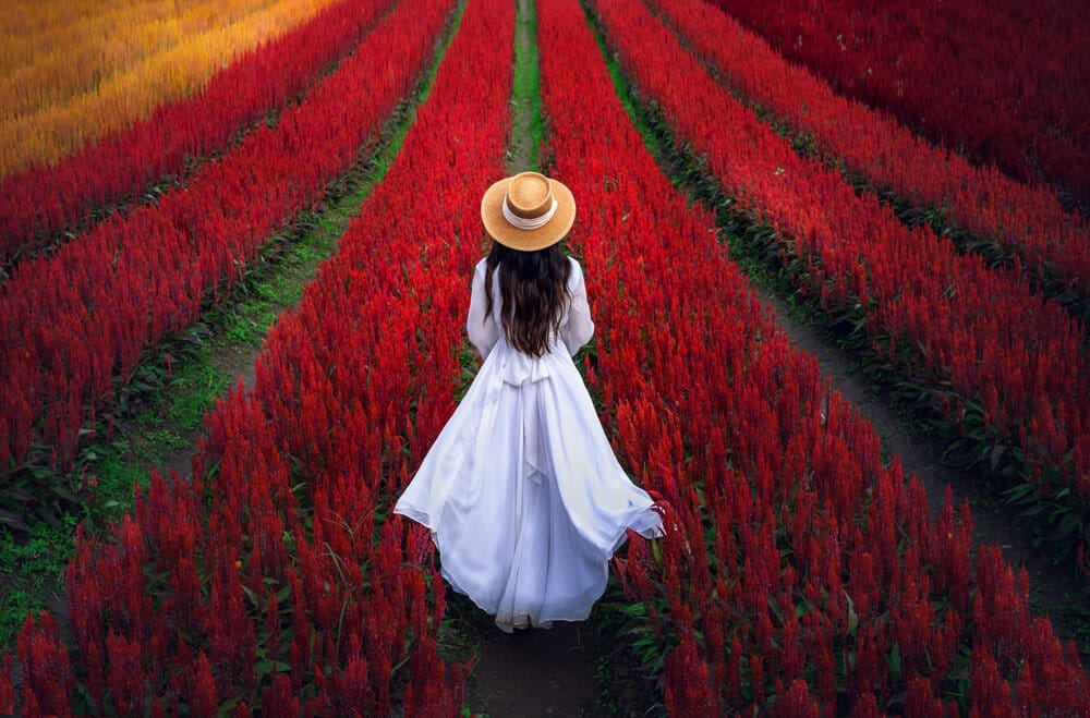 คนชุดขาวหมวกฟางเดินไปตามเส้นทางท่ามกลางดอกไม้สีแดงสดใสในทุ่งกว้างใหญ่ รวบรวมแก่นแท้ของ เชียงใหม่ที่เที่ยว