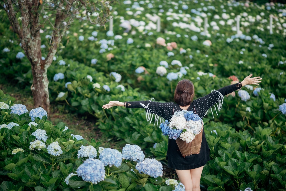 คนสะพายกระเป๋าที่เต็มไปด้วยดอกไม้สีฟ้าขาวยืนอยู่ในทุ่งดอกไฮเดรนเยียที่บานสะพรั่งบนดอยภาคเหนือ กางแขนออกกว้าง ดอยภาคเหนือ