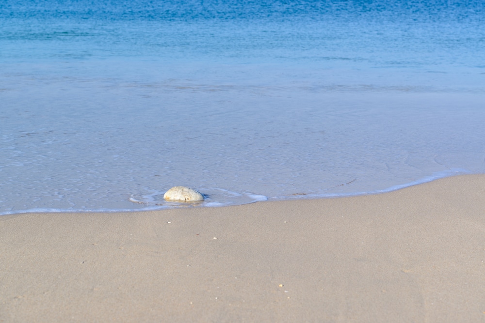 เปลือกหอยเพียงตัวเดียววางอยู่บนทรายเปียก ขณะที่คลื่นอ่อนโยนจากมหาสมุทรสีฟ้าใสเข้ามาใกล้ชายฝั่ง ที่เที่ยวเกาะลันตา