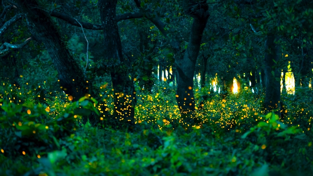 ป่าในยามพลบค่ำที่มีหิ่งห้อยจำนวนมากส่องสว่างในความมืดมิดของใบไม้ที่หนาแน่น