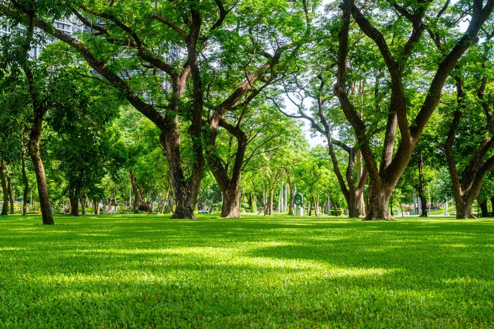สวนสาธารณะที่มีต้นไม้ใหญ่ทอดเงาบนสนามหญ้าสีเขียวที่ได้รับการดูแลอย่างดี ให้ความรู้สึกถึงจิตวิญญาณแห่งงานลอยกระทง และอาคารบางส่วนจะมองเห็นได้ในพื้นหลัง งานลอยกระทง