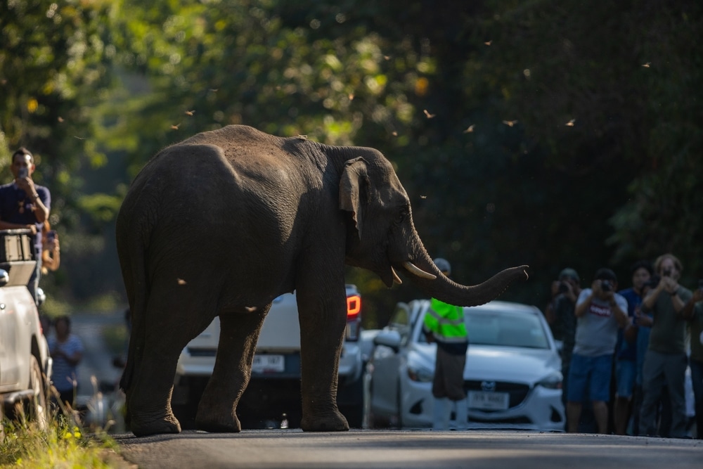 ช้างข้ามถนนในพื้นที่ป่าในขณะที่กลุ่มคนเฝ้าดูและถ่ายรูปจากริมถนนและยานพาหนะ