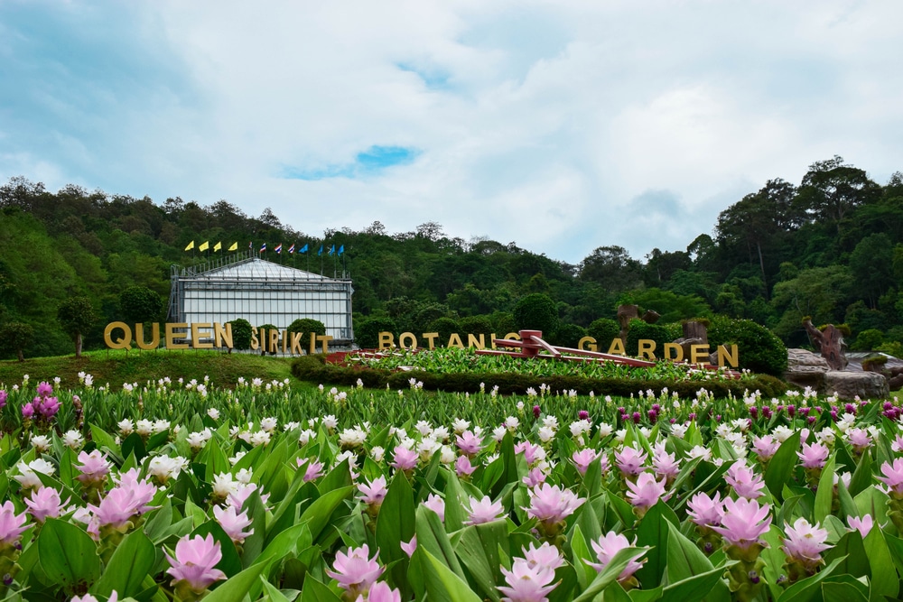 สวนอันเขียวขจีที่มีดอกไม้สีชมพูขาวบานอยู่เบื้องหน้า และมีป้ายเขียนว่า "สวนพฤกษศาสตร์สมเด็จพระนางเจ้าสิริกิติ์" อยู่ ท่องเที่ยวเชียงใหม่ ด้านหลัง ทำให้ที่นี่เป็นสถานที่ที่ต้องไปเยี่ยมชมอย่างยิ่ง ดิสเชียงใหม่